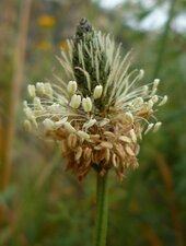 Plantago lanceolata Flower